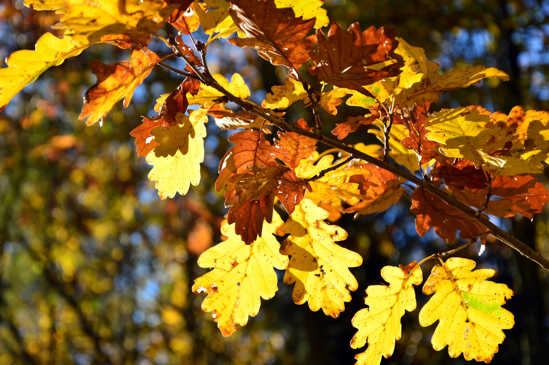 Come prevenire i disturbi dell’acidità in autunno